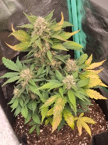 Lemon Cherry Cookies, Purple Haze and Strawberry Gorilla Grows — flower, day 6