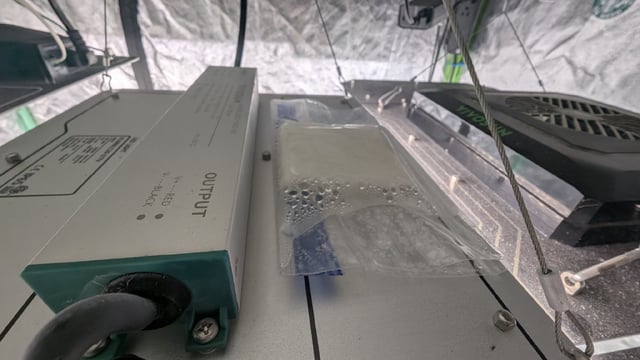 Perpetual Autoflower Mixed Grow #3 — germination, day 30