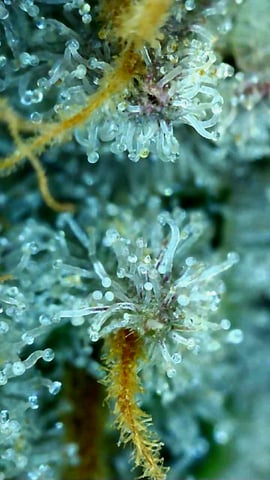 Gorilla Girl Autopot — flower, day 166