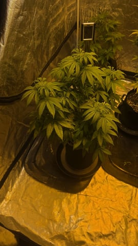 A Wonderful Cycle — flower, day 15