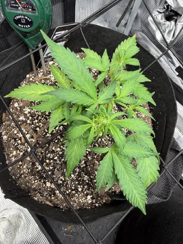 Gorilla Cookies — 1st Grow — vegetative, day 42