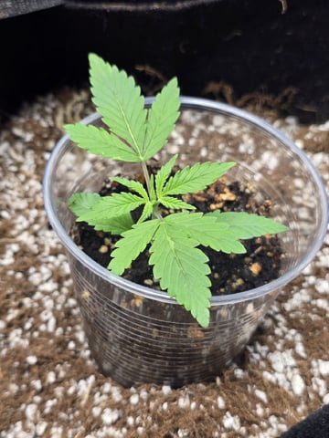 Indoor — seedling_rooting, day 30