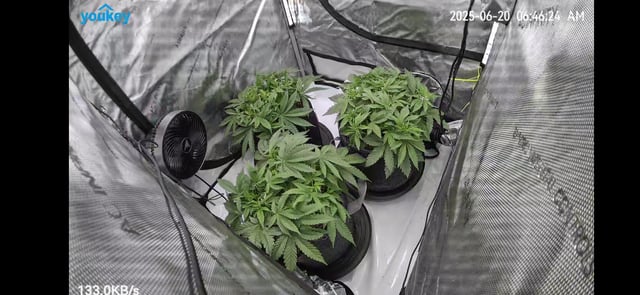 Purple Haze  — vegetative, day 26