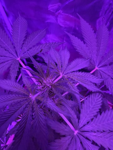 Gorilla glue — flower, day 37