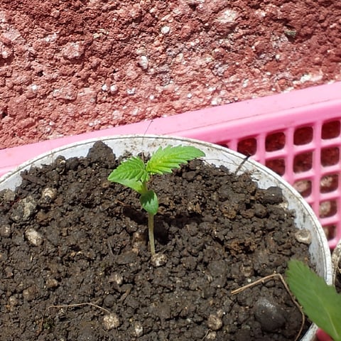 nilo growth — seedling_rooting, day 2