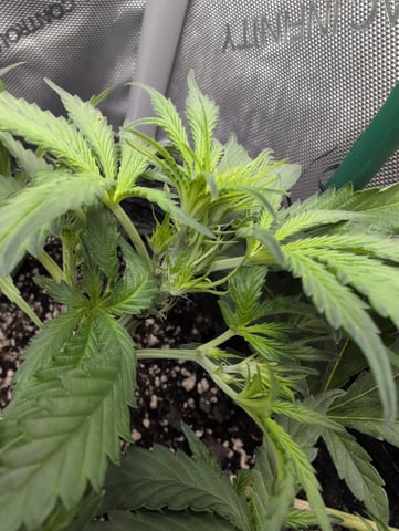 memphisto 3 bears OG, ethos high note r1 — flower, day 29