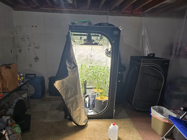 Purple Haze  — flower, day 81