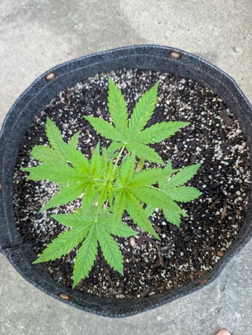 Gorilla Cookies Auto — vegetative, day 26