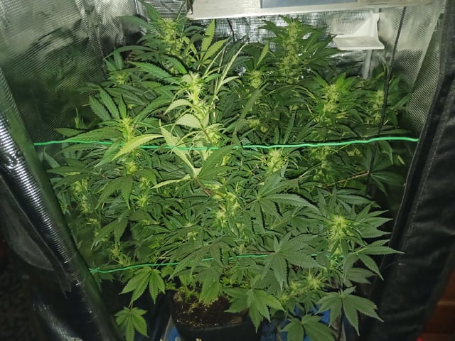 9lbhammer feminized  — flower, day 62