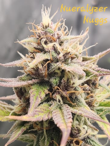 Another round of Mephisto Genetics from Schoolyard Crush and Do-si-delirium drops. — flower, day 57