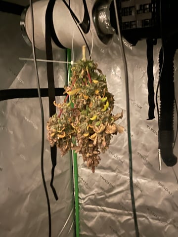 Phx_Freedom — harvest, day 69
