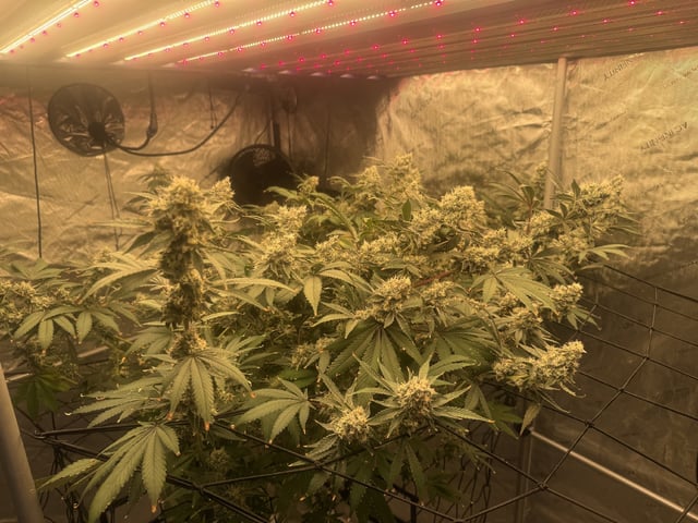 Start over! — harvest, day 117