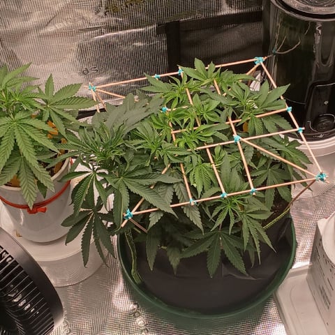TentPlantLightFan — vegetative, day 47