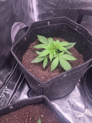 Blue Dream Feminized  — vegetative, day 30