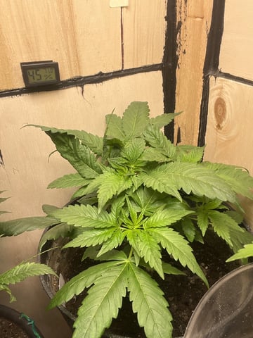 Cherry Pie  — vegetative, day 7