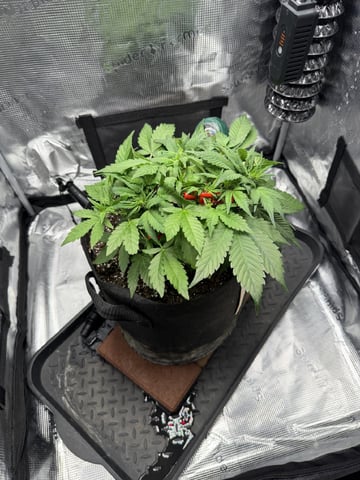 Gorilla Cookies 2nd Try — vegetative, day 41