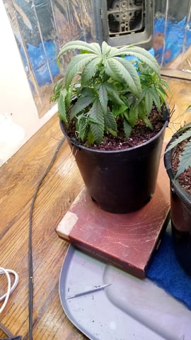 Jack hearer/Jack the ripper? — vegetative, day 69