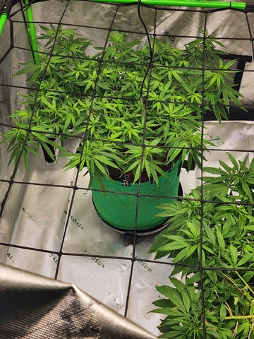 HE1E we GROW  — flower, day 146