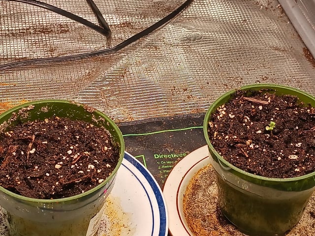 9lbhammer feminized  — seedling_rooting, day 1