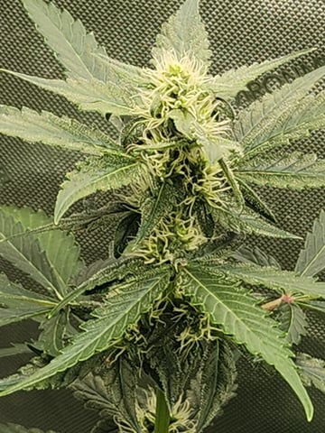 Another round of Mephisto Genetics from Schoolyard Crush and Do-si-delirium drops. — flower, day 40