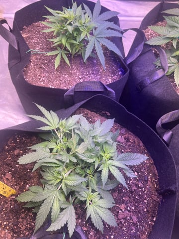 Indoor Grow  — vegetative, day 1