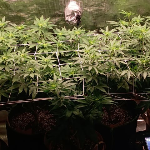 TentPlantLightFan — flower, day 85