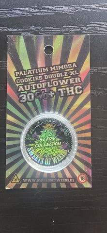 Mimosa   — seedling_rooting, day 2