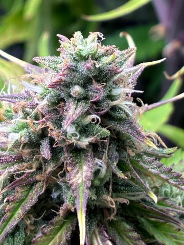 Ztrawberriez (Auto) 2026 - 1 — flower, day 67