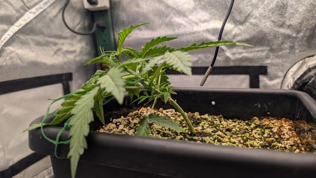 Lemon Cherry Gelato Auto — vegetative, day 23