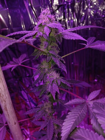triangle kush  — flower, day 84