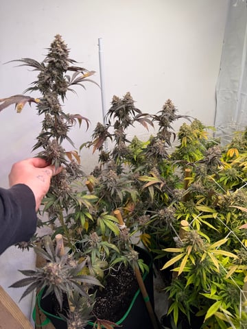 Indoor Grow  — flower, day 202