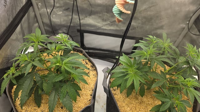 Strawberry Sugar  — vegetative, day 39