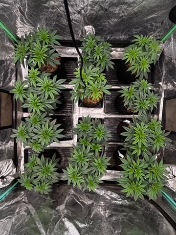 Pink Passion Fruit — vegetative, day 37