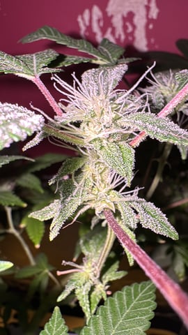 OG Kush — flower, day 88