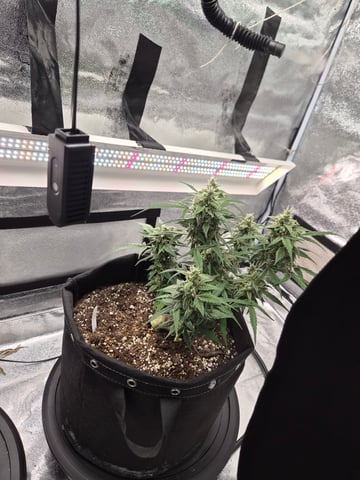 Gorilla  — grow_setup, day 2