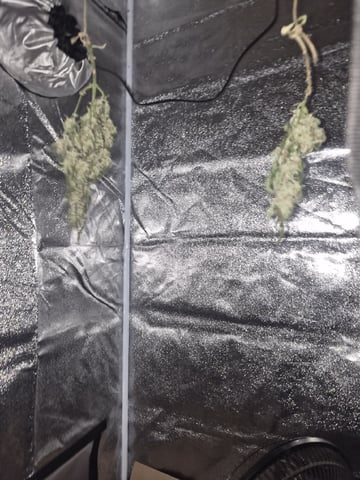 I'll get it right — harvest, day 103