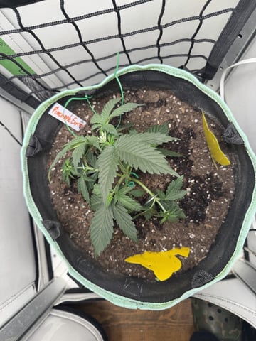 Indoor & Outdoor Grow 6 — vegetative, day 16