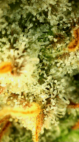 Blackberry Kush — flower, day 119