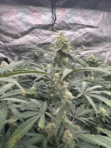 Second Indoor (all Clones) — flower, day 109