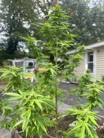 any help suggestions welcome — flower, day 1