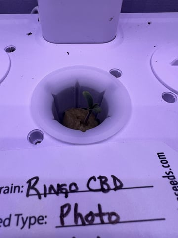 Inside Mother Plants — seedling_rooting, day 9
