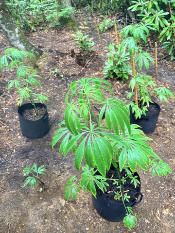 mixing it up — vegetative, day 60