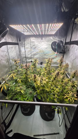 ethos genetics  — flower, day 114