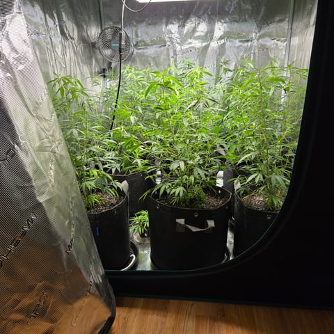 Blue Dream Clones — vegetative, day 34