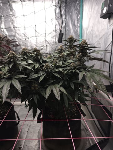 Granny Candy and PLCG — flower, day 123