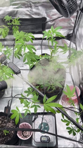 Am inside — grow_setup, day 13