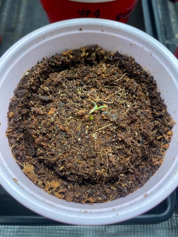 blackberry marshmallows  — germination, day 4