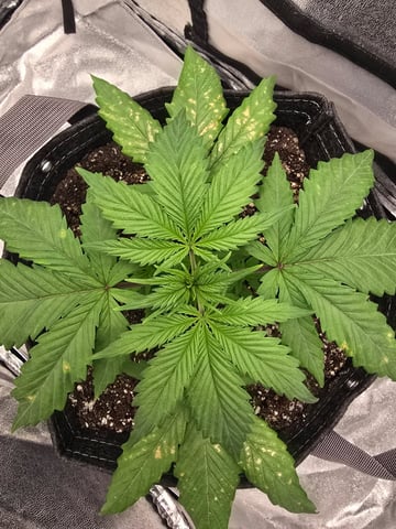 First grow — seedling_rooting, day 24