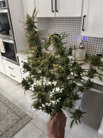 Fast Buds Auto And Special Queen Auto — harvest, day 86