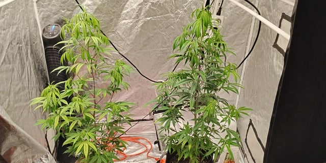 two clones and sour diesel  — flower, day 8